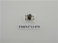 藏品(金龜子科)的圖片